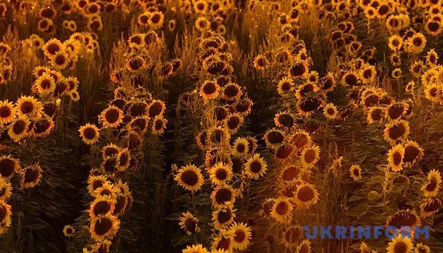 Урожай зернових та олійних в Україні цьогоріч прогнозують на рівні 68 мільйонів тонн