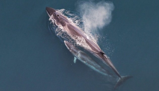 На пляжі в Японії знайшли мертве дитинча синього кита