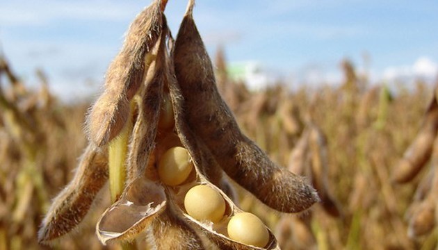 Ukraine exported 1.4 mln tonnes of soybean in H1 2018