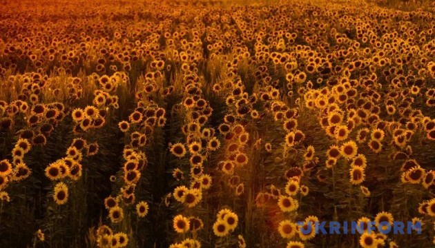 Україна у 2018 році закупила насіння соняшнику на 10% більше, ніж роком раніше Україна у 2018 році закупила насіння соняшнику на 10% більше, ніж роком раніше