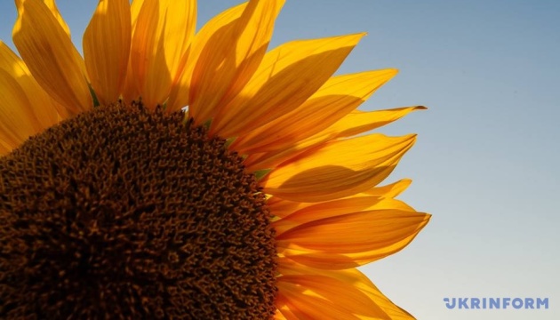 На Донеччині вже обмолотили понад 83% соняшника