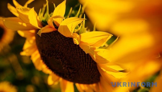 В Украине собрали более 13,5 миллиона тонн семян подсолнечника