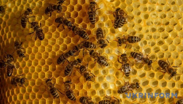 На Прикарпатті створили два «солодкі» маршрути локаціями бджільництва