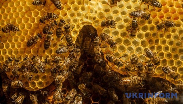 Пчеловоды рассказали, какой мед лучше покупать в этом сезоне