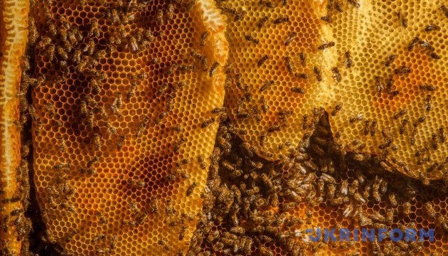 Ярмарок меду відкрили в Чернівцях