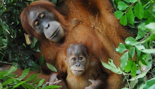 Виробництво пальмової олії в Африці зіпсує життя мавпам та лемурам