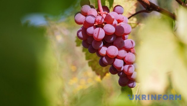 У Львові влаштують фестиваль винограду та вина