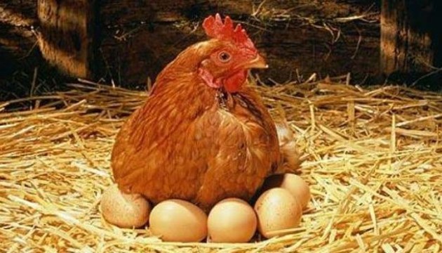 今年乌克兰鸡肉出口增长率超过8%