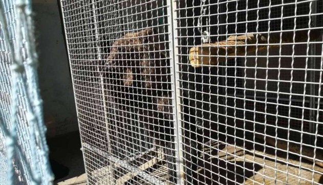 Одеському цирку заборонили номер з бурими ведмедями