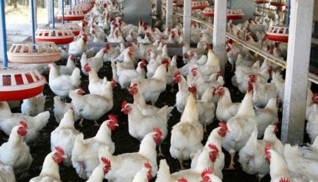 Ukraine increases poultry meat exports to EU by 80% 