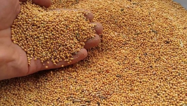 Ukrainian farmers begin harvesting buckwheat and millet