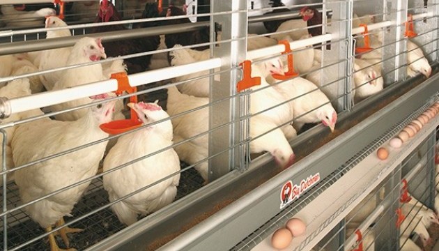 乌克兰今年对欧盟禽肉出口增加80％