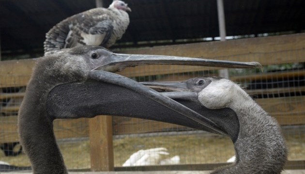 У вінницькому зоодворику з'явилися велетенські пелікани