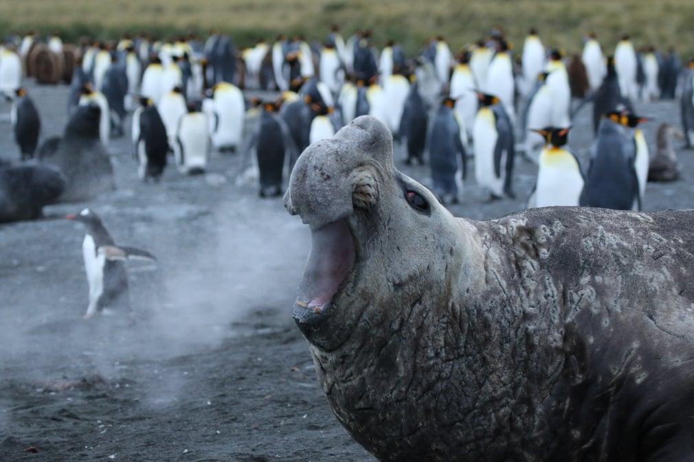 Пінгвіни тікають від морського слона. Фото: Jackie Downey/Barcroft Images