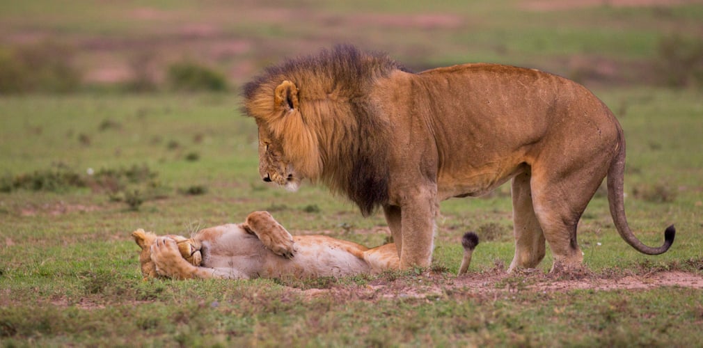 Лев та левиця разом. Фото: Maureen Toft/Barcroft Images