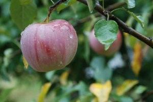 Неділя в Україні буде з дощами, вдень до +27°