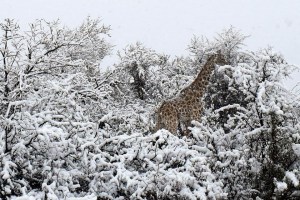 Nieve en Sudáfrica