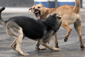 На Донеччині цьогоріч понад 260 людей звернулись по медичну допомогу після укусу тварини