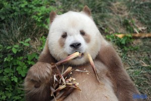 Raro panda marrón y blanco Qizai come bambú