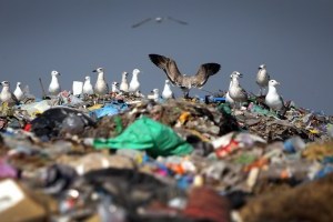 Коли в Україні з’явиться сміттєпереробка, й чому в Павла Зіброва здохли рибки