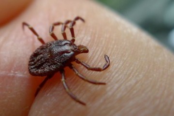 Сколько стоит один месяц защиты от клещей