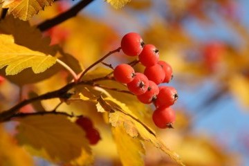 Полезные свойства рябины обыкновенной и черноплодной. Инфографика
