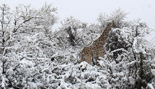Nieve en Sudáfrica 