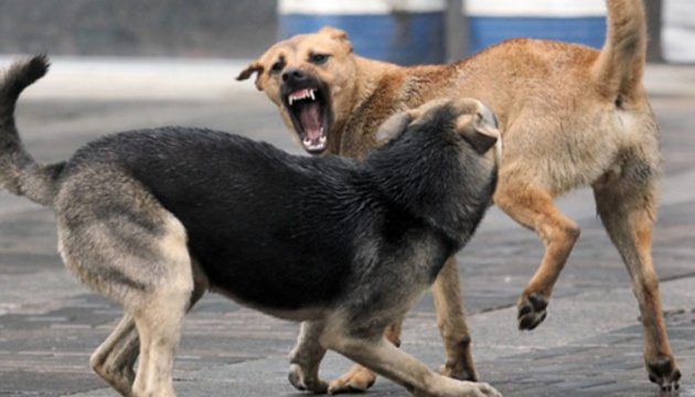 У Маріуполі збільшується кількість нападів безпритульних собак на людей
