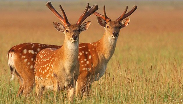 На Черкащині зростає кількість диких тварин