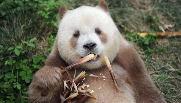 Raro panda marrón y blanco Qizai come bambú Raro panda marrón y blanco Qizai come bambú