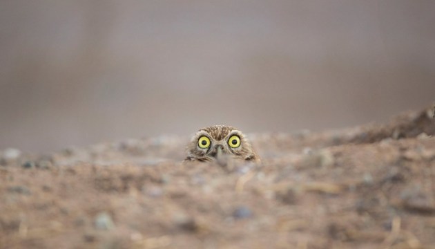 Найкумедніші фото тварин у фіналі конкурсу Wildlife Photography Awards