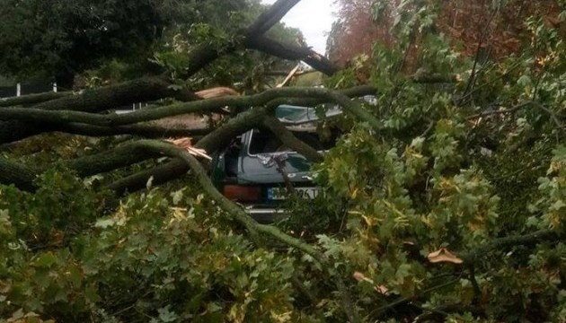 Негода в Україні: буревій на Житомирщині зривав покрівлі і ламав дерева