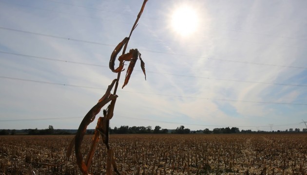 Посуха в Польщі: сильно постраждають врожаї картоплі, буряку та ріпаку