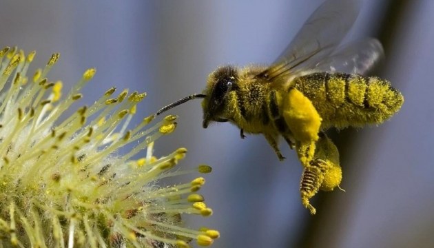 Комунікація між пасічниками та аграріями допоможе уникнути отруєння бджіл – Мінекономіки