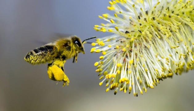 Сьогодні відзначається Всесвітній День бджіл