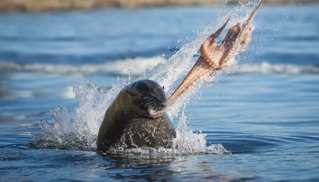 Un phoque jette une pieuvre au visage d’un kayakiste (vidéo)