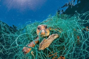 La humanidad ha exterminado el 60% de los animales en el planeta desde 1970
