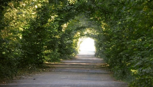 На Житомирщині популяризують зелені тунелі 