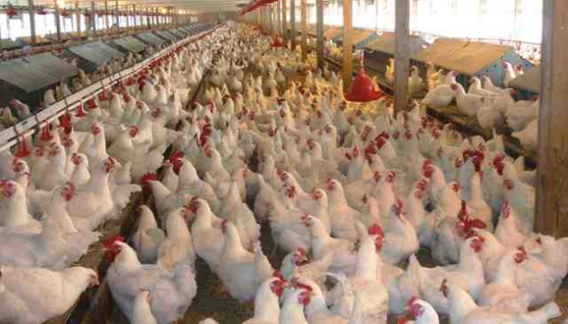 Експерти прогнозують зростання ціни курятини перед Новим роком
