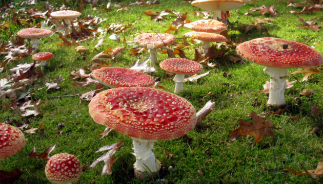 На Херсонщині сім'я отруїлася грибами, померли батько з дитиною