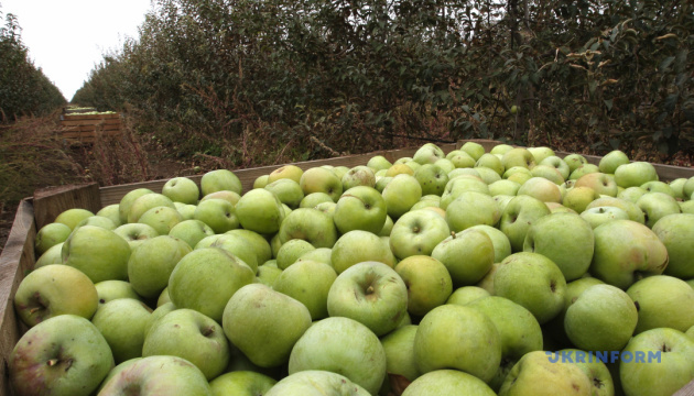 В Україні і Польщі дорожчають яблука - експерти