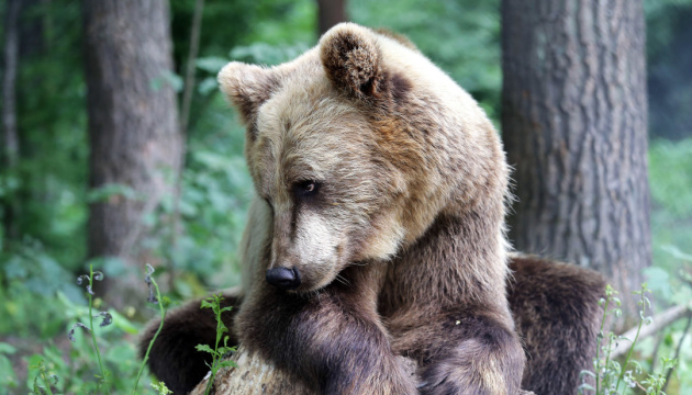 La réserve naturelle « Domazhyr » invite à prendre un petit-déjeuner avec des ours  
