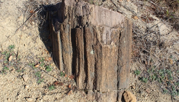 ЮНЕСКО зацікавилася скам’янілими деревами на Донеччині 