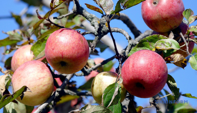 В Украине снижаются цены на яблоки