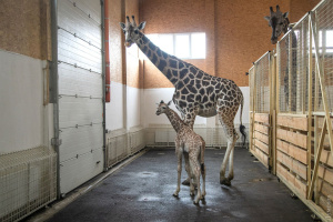 オデーサ・ビオパークでキリンの赤ちゃん誕生