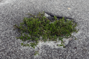 В Україні 8-9 квітня очікується мокрий сніг - синоптикиня