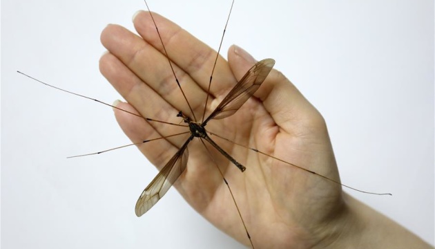 Комара з китайського музею визнали найбільшим у світі