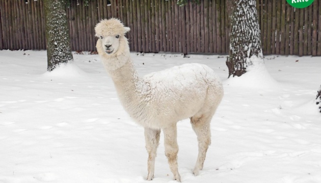 Primera nieve en el Parque Zoológico de Kyiv (Fotos)
