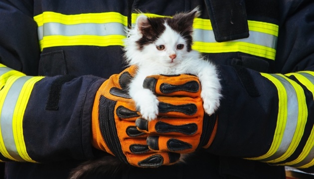 У Дніпрі горіла ветлікарня — врятували п'ятьох кошенят і двох цуценят