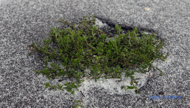 В Україні 8-9 квітня очікується мокрий сніг - синоптикиня